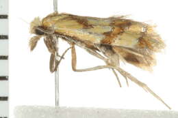 Image de <i>Phtheochroa vitellinana</i>