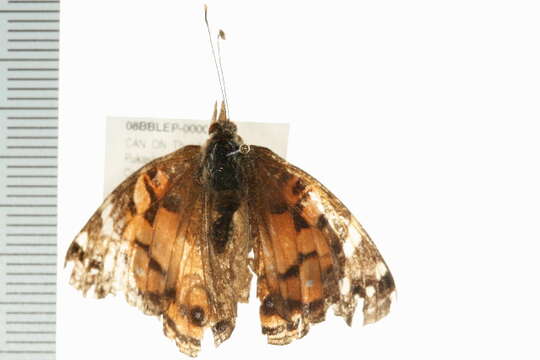 Imagem de <i>Vanessa virginiensis</i>