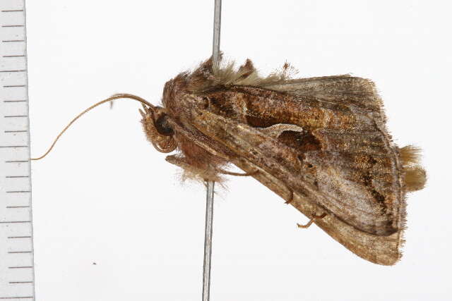 Imagem de Autographa rubida Ottolengui 1902