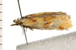 Image de <i>Phtheochroa vitellinana</i>