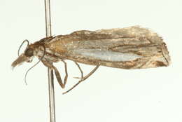 Image of Crambus hamella Thunberg 1788