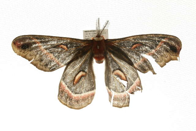 Image of Cecropia Moth