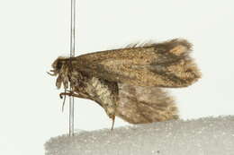 Image of <i>Lampronia aenescens</i>