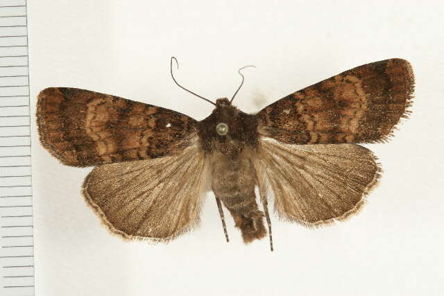 Image of Abagrotis apposita Grote 1878