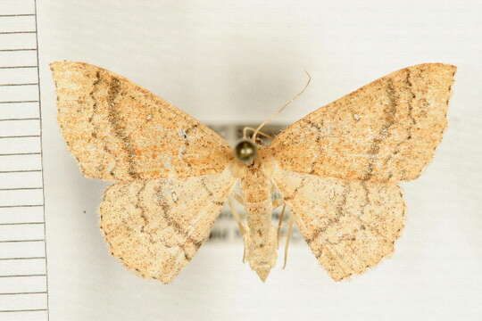 Image of Cyclophora dataria Hulst 1887