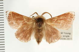 Malacosoma californica pluvialis Dyar 1893的圖片