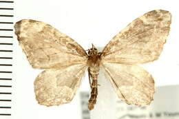 صورة Ceratodalia