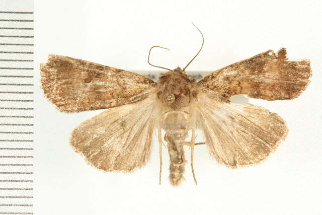 Image of Abagrotis apposita Grote 1878