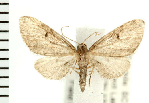 <i>Arta epicoenalis</i>的圖片