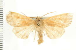 Image of Ipimorpha nanaimo Barnes 1905