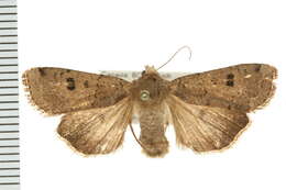 صورة Abagrotis baueri McDunnough 1949