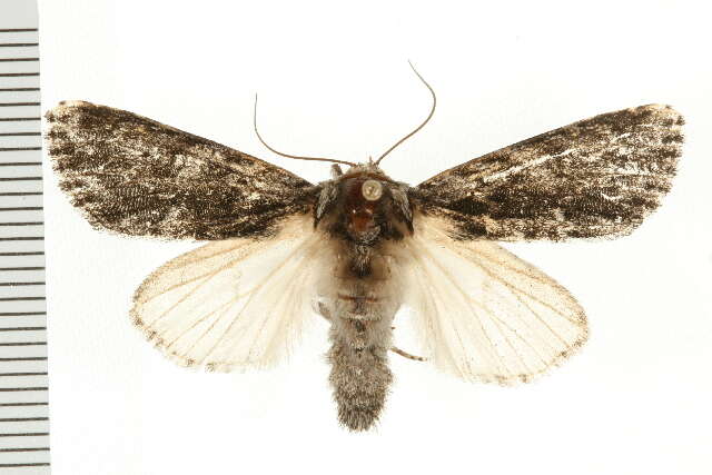 Image of Acronicta perdita Grote 1874