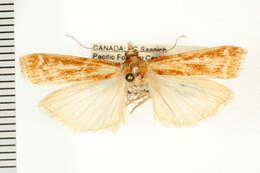 Image of Ponderosa Pine Coneworm Moth