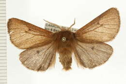 Image of Spilosoma pteridis Edwards 1874