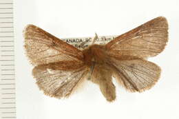 Image of Spilosoma pteridis Edwards 1874