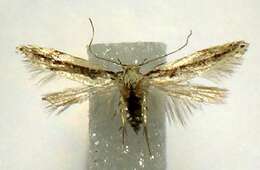 Image of Coleotechnites albicostata Freeman 1965