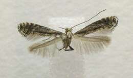 Image of Thornapple Leafminer