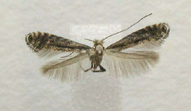 Image of Thornapple Leafminer