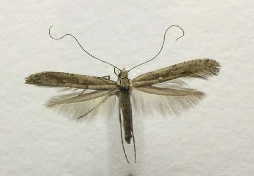 Image of Caloptilia strictella (Walker 1864)