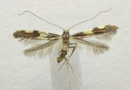 Image of Caloptilia burgessiella (Zeller 1873)