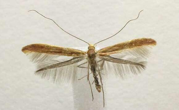 Image of Caloptilia invariabilis (Braun 1927)