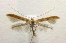 Image of Caloptilia invariabilis (Braun 1927)