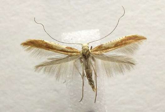 Image of Caloptilia coroniella (Clemens 1864)