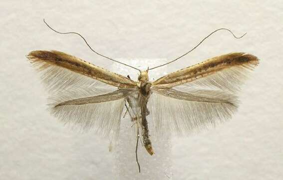 Image of Caloptilia alnicolella (Chambers 1875)