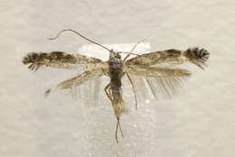 Image of Parornix obliterella (Dietz 1907)