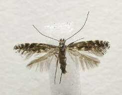 Image of Parornix obliterella (Dietz 1907)