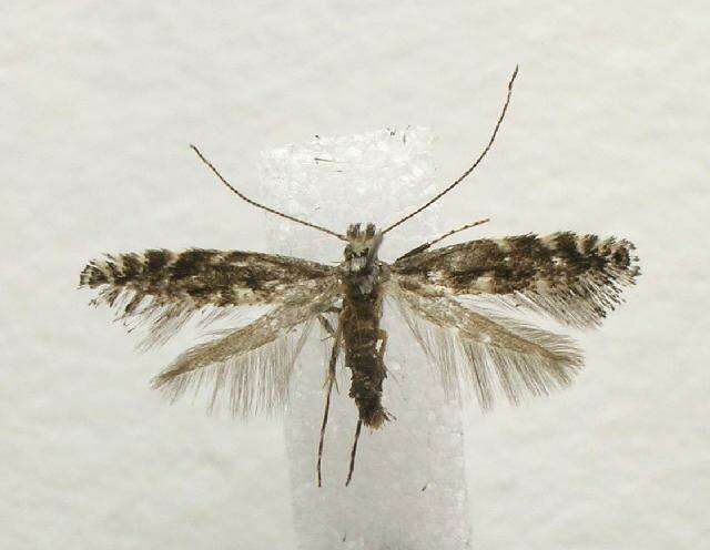 Image of Parornix obliterella (Dietz 1907)