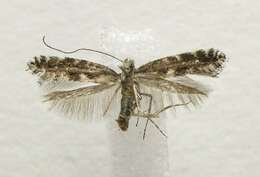 Image of Parornix obliterella (Dietz 1907)