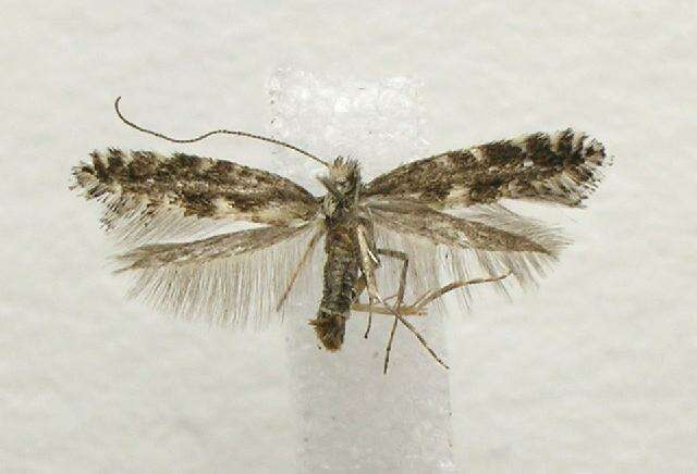 Image of Parornix obliterella (Dietz 1907)