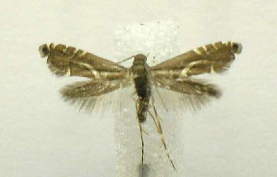 Слика од Diploschizia impigritella Clemens 1862