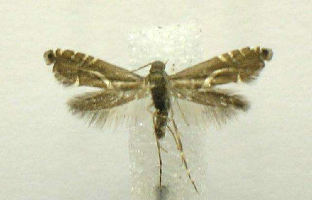 Image of Yellow Nutsedge Moth