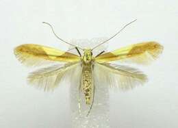 Image of Caloptilia packardella (Chambers 1872)