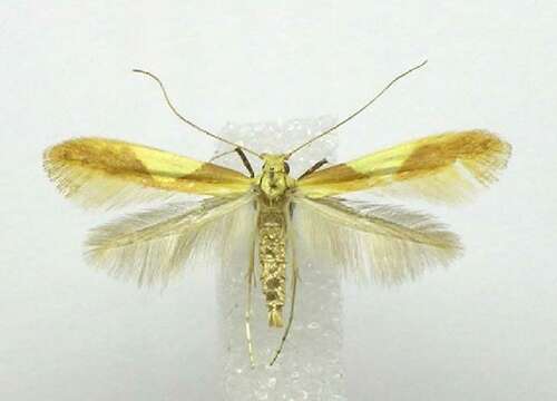 Image of Caloptilia packardella (Chambers 1872)