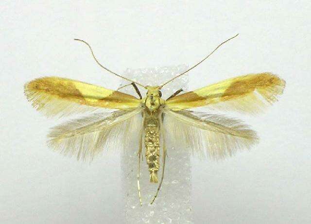 Image of Caloptilia packardella (Chambers 1872)