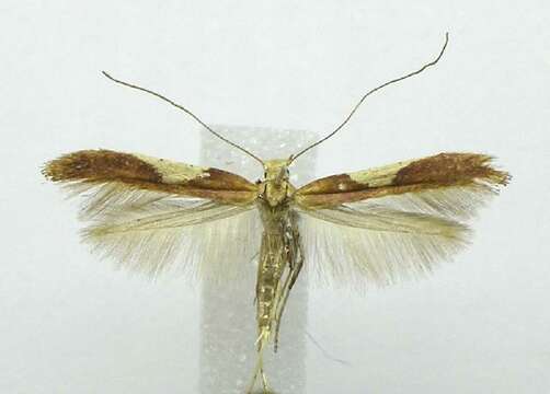 Image of Caloptilia coroniella (Clemens 1864)