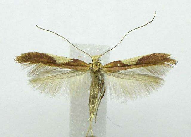 Image of Caloptilia coroniella (Clemens 1864)