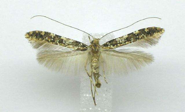 Image of Caloptilia serotinella (Ely 1910)