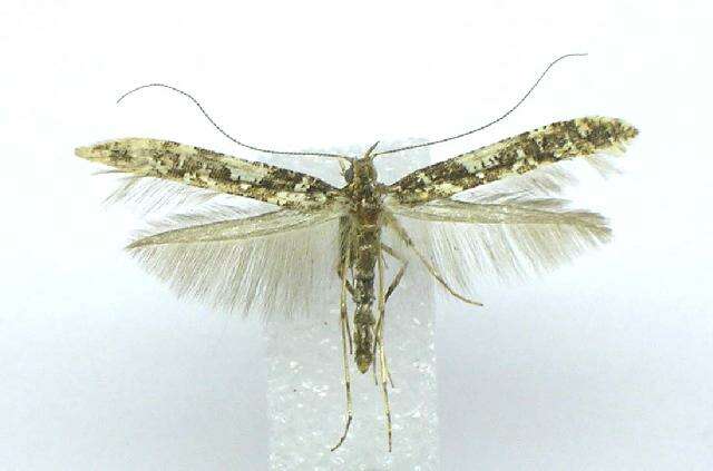 Image of Caloptilia serotinella (Ely 1910)