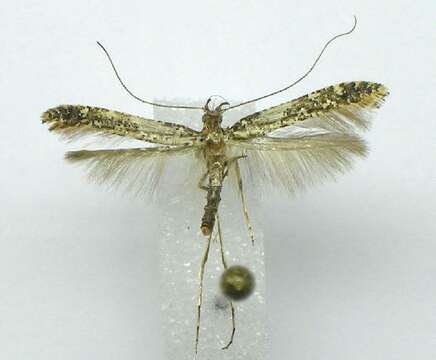 Image of Caloptilia serotinella (Ely 1910)