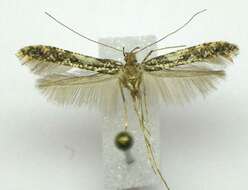 Image of Caloptilia serotinella (Ely 1910)