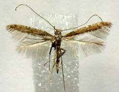 Слика од Caloptilia aceriella (Chambers 1881)