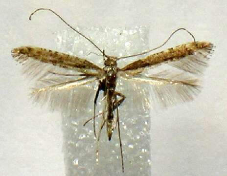 Imagem de Caloptilia aceriella (Chambers 1881)