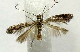 Image of Thornapple Leafminer