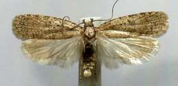 Imagem de Agonopterix eupatoriiella Chambers 1878