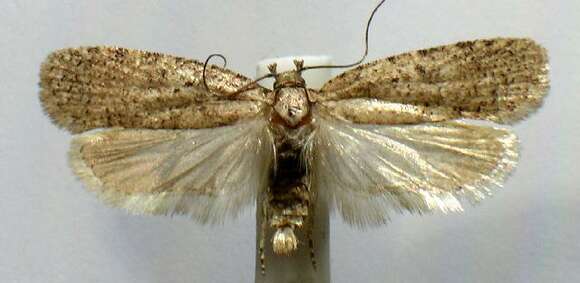 Sivun Agonopterix eupatoriiella Chambers 1878 kuva