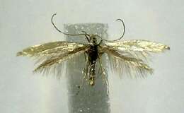 Imagem de Coleophora latronella McDunnough 1940